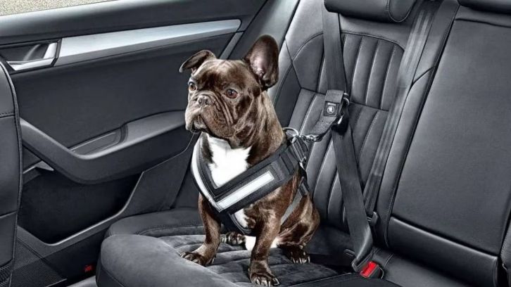 ¿cómo hay que llevar a las mascotas en el auto?